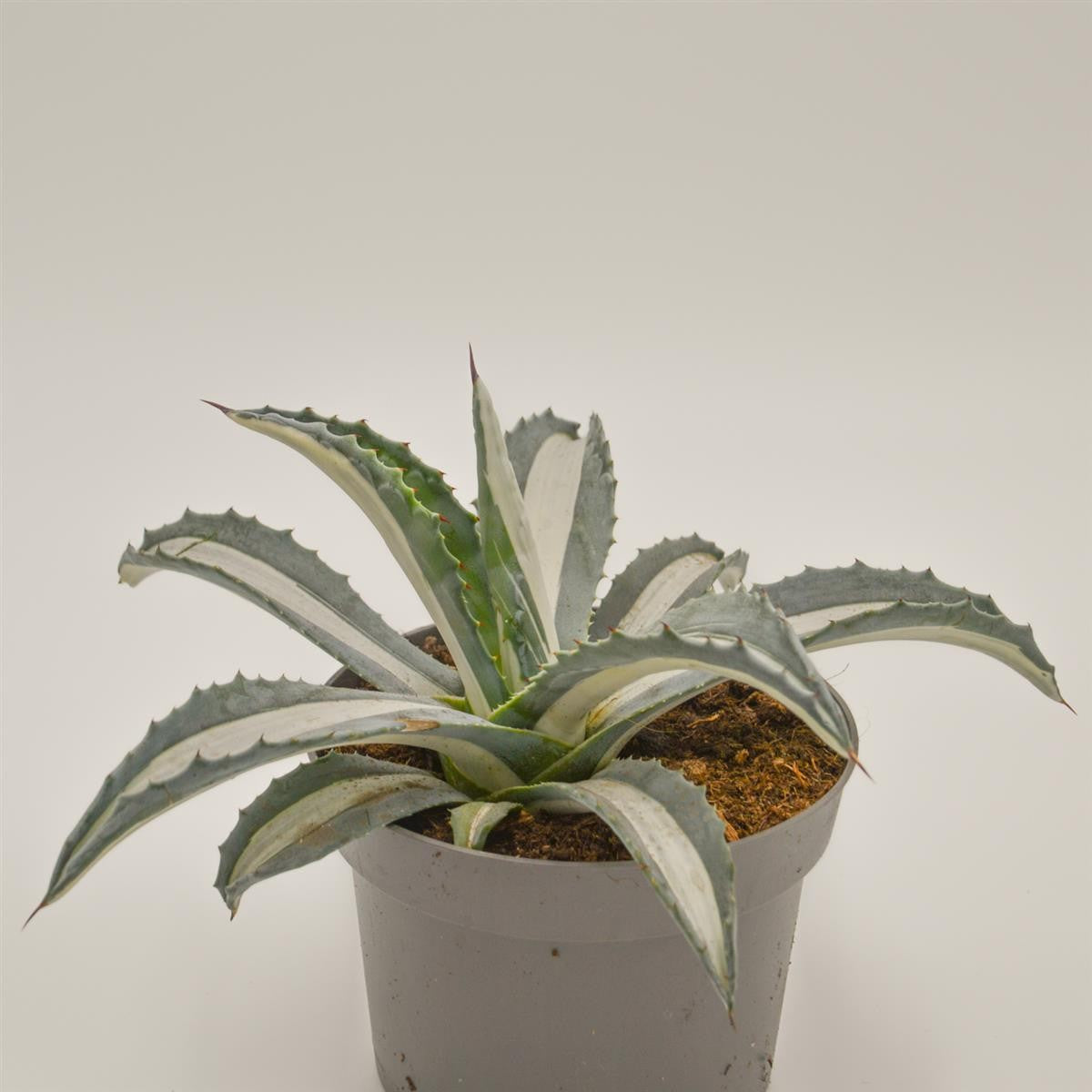 pasiora-agave-americana-f-mediopicta-alba-sukkulente-13cm-topf image 2
