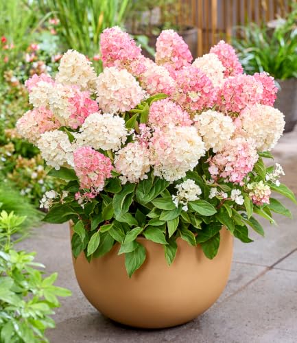 baldur-garten-rispen-hortensie-living-little-blossom-hydrangea-im-9x9-cm-topf image 6
