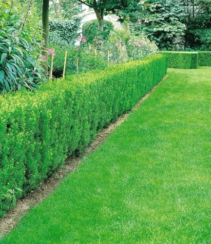 baldur-garten-eiben-hecke-taxus-baccata-im-9x9-cm-topf image 6