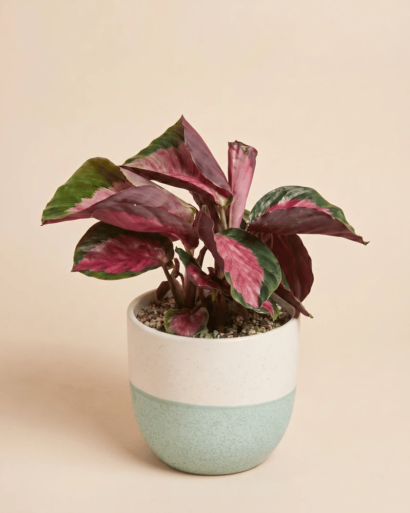 feey-calathea-rosy-korbmarante image 5