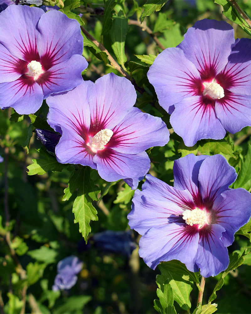 feey-blauer-hibiskus-hibiscus-syriacus-festblume-1-2-m image 2