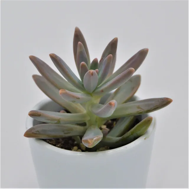 pasiora-graptosedum-francesco-baldi-sukkulente-6cm-topf image 1