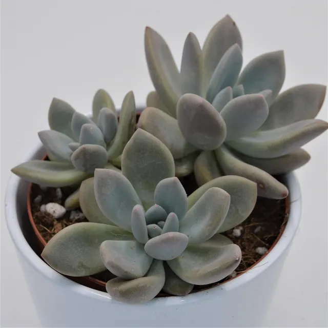 pasiora-x-graptoveria-opalina-sukkulente-12-cm-topf image 1