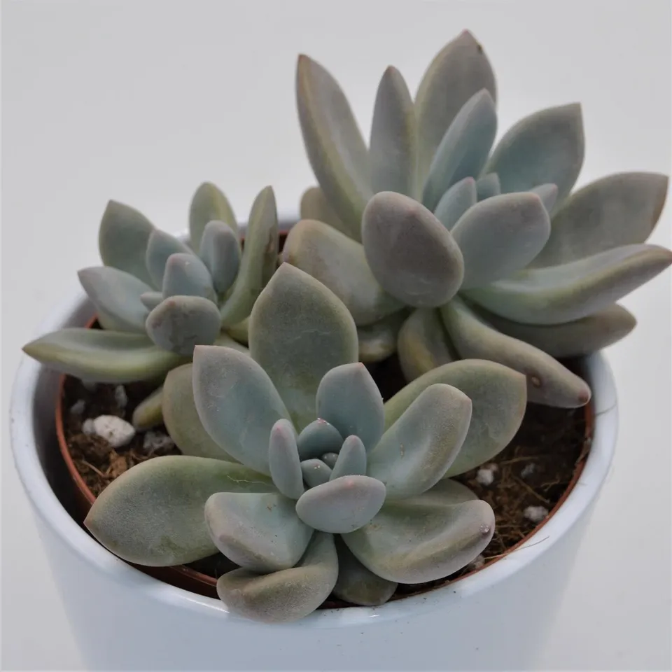pasiora-x-graptoveria-opalina-sukkulente-12-cm-topf image 1