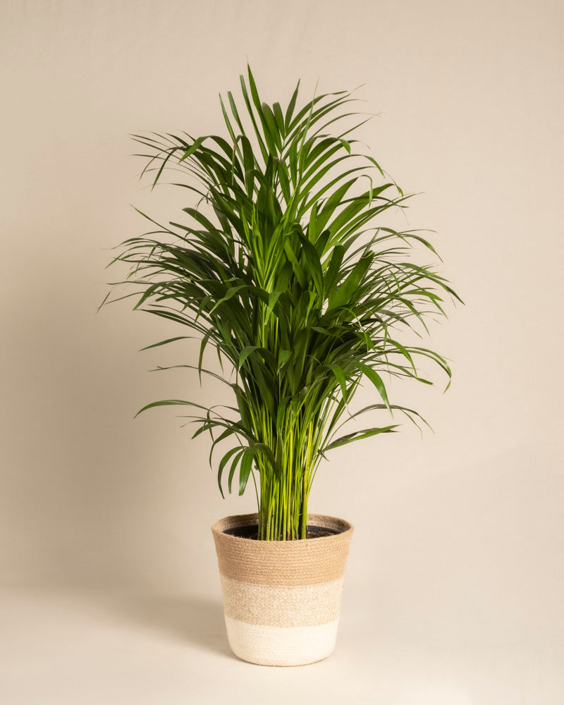 feey-goldfruchtpalme-areca-palme-gro image 6