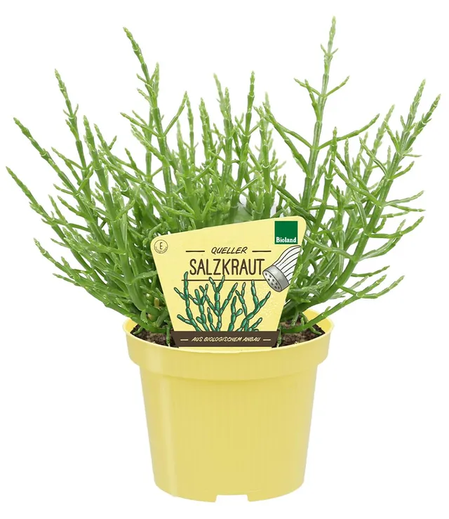 baldur-garten-bio-salzkraut-queller-pflanze-im-12-cm-topf-meeresspargel image 1