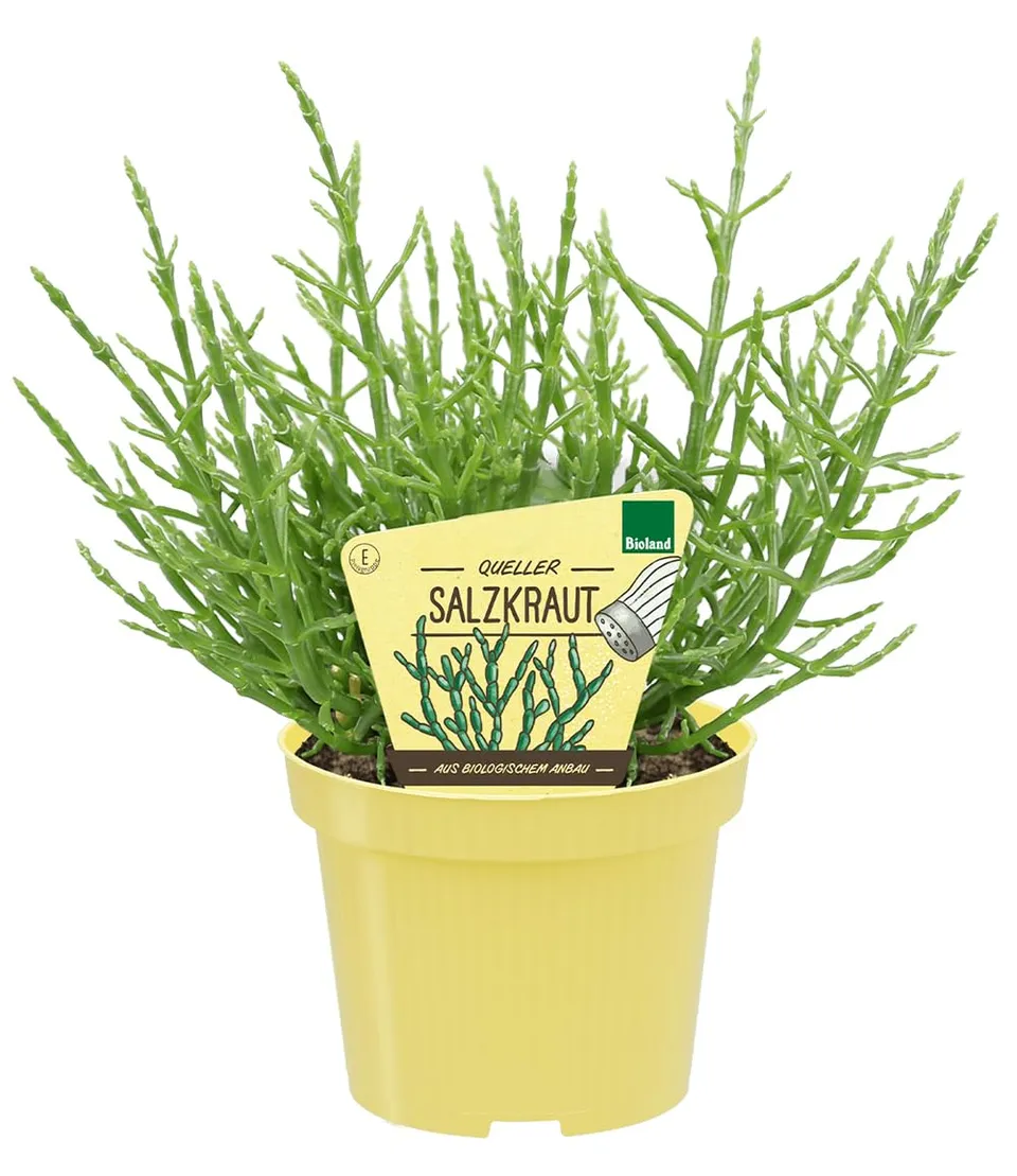 baldur-garten-bio-salzkraut-queller-pflanze-im-12-cm-topf-meeresspargel image 1