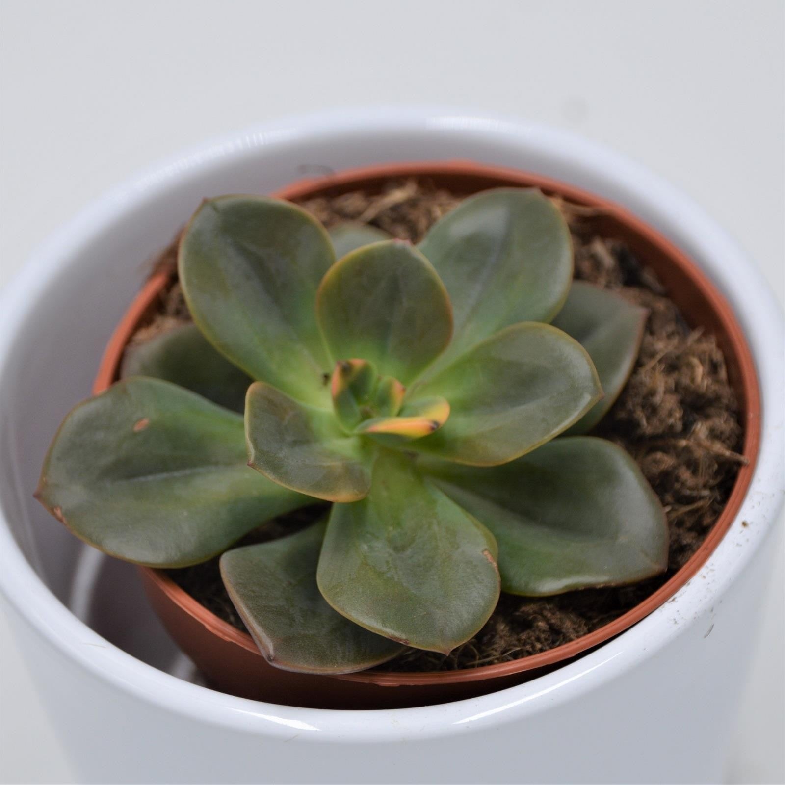 pasiora-echeveria-chroma-rosetten-sukkulente-8-5cm-topf image 1