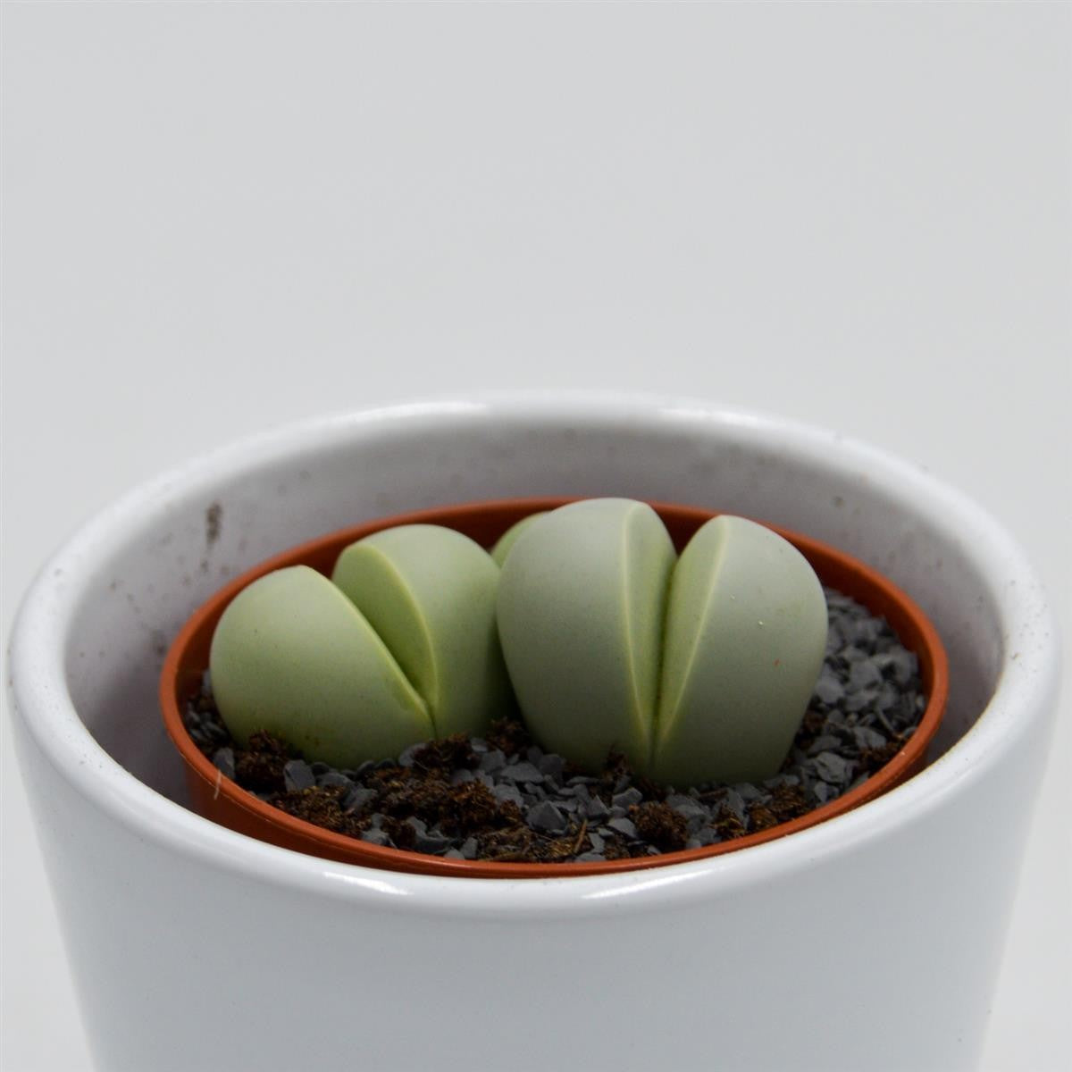 pasiora-dinteranthus-microspermus-subsp-puberulus-5-5cm image 4