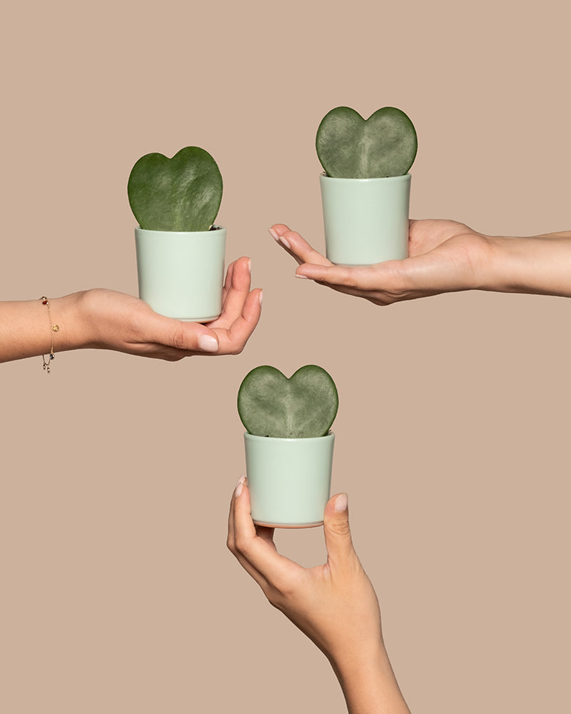 feey-herzblatt-trio-3x-hoya-kerrii-baby-zimmerpflanzen image 1