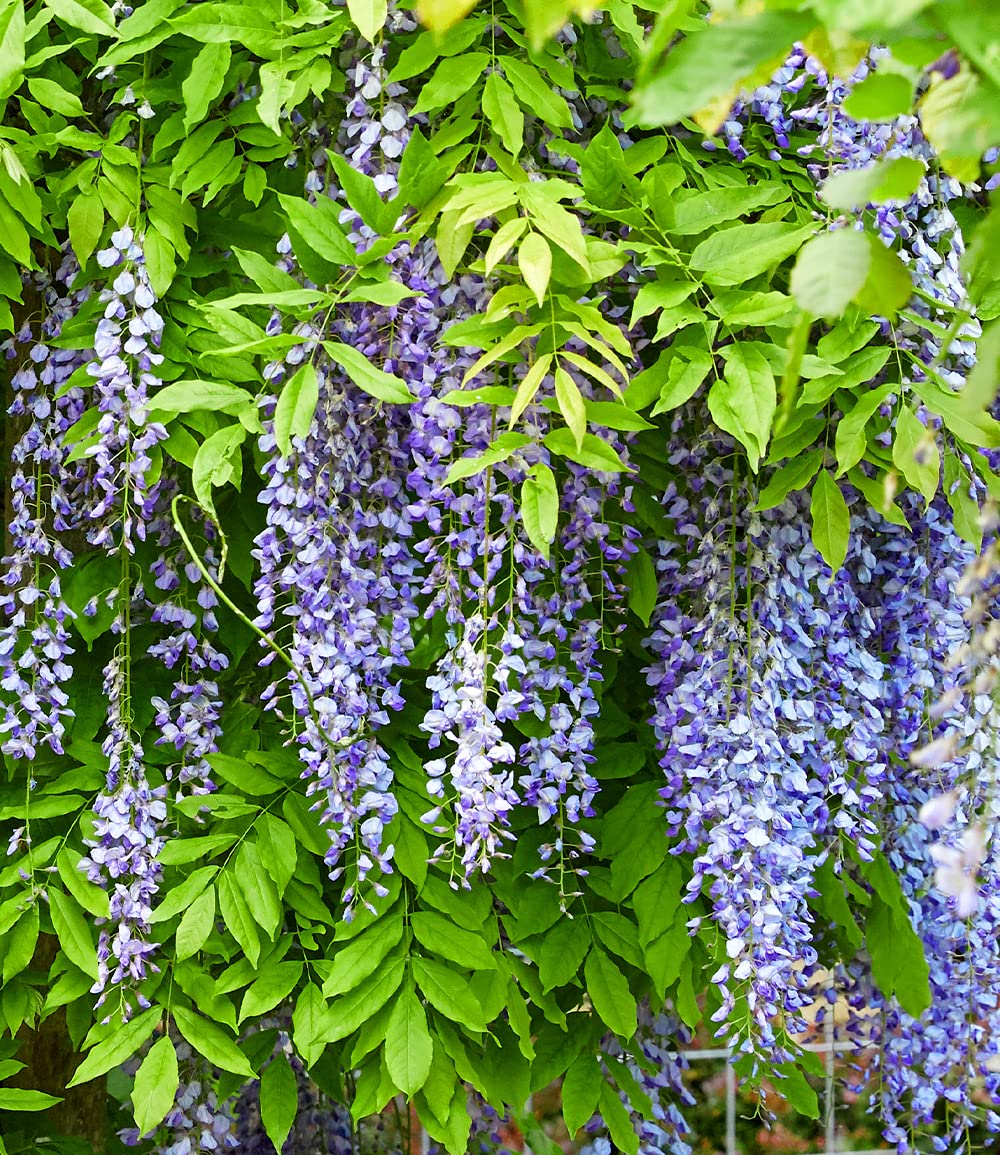 baldur-garten-blauregen-blue-moon-wisteria-2-liter-topf-60-80-cm image 3