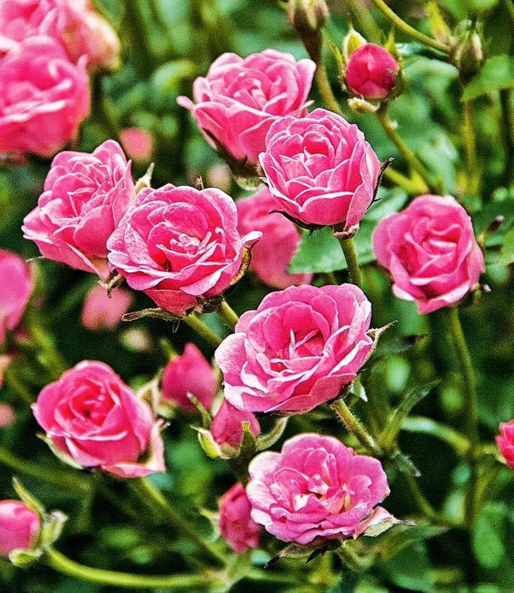 baldur-garten-lilly-rose-wonder5-rose-im-12-cm-topf image 2