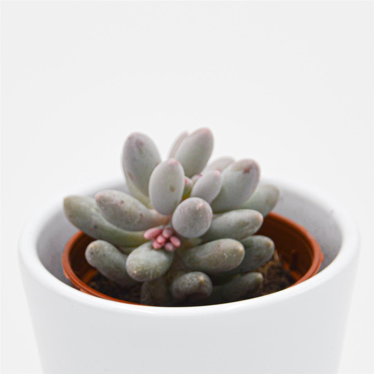 pasiora-pachyphytum-machucae-sukkulente-5-5cm-topf image 2