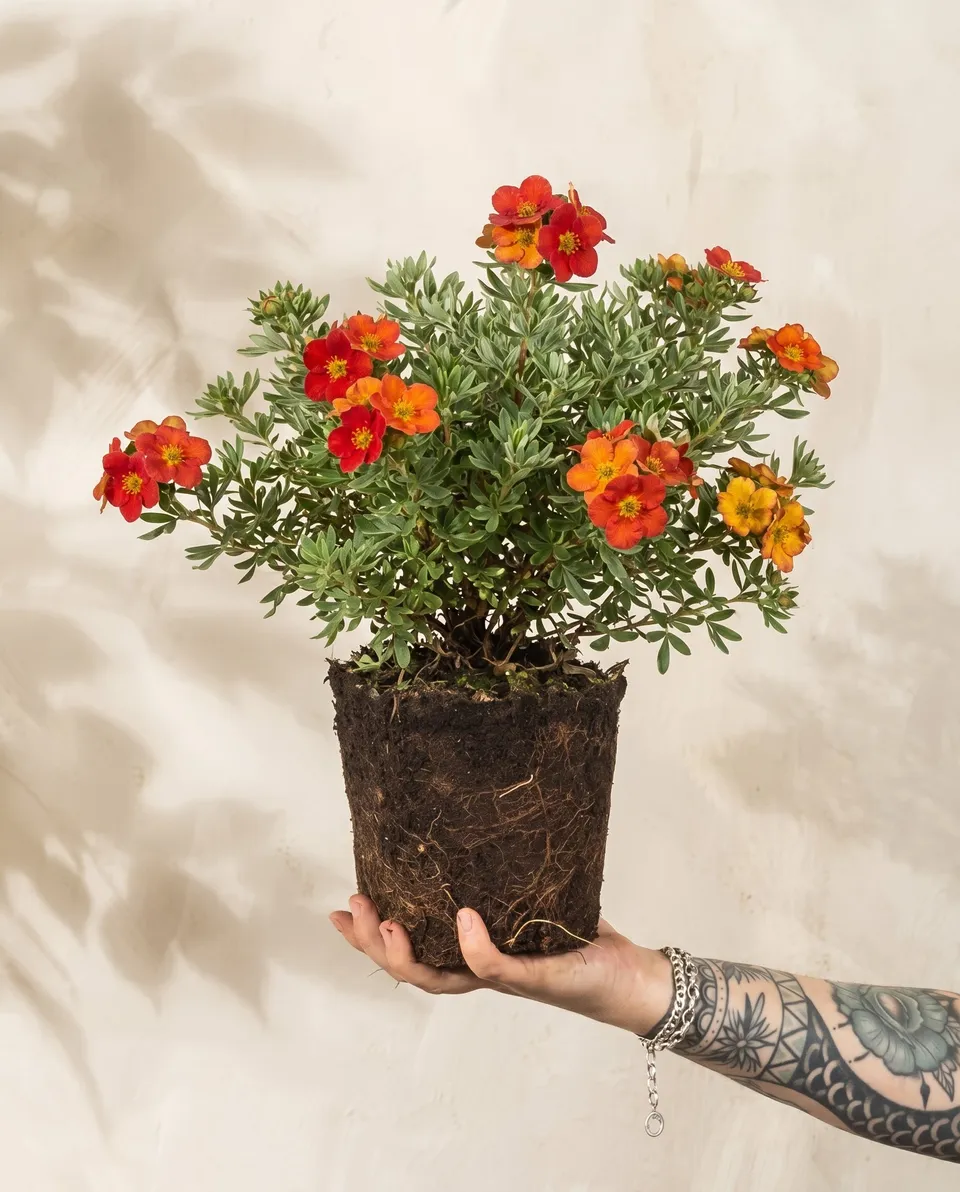 feey-roter-fingerstrauch-potentilla-fruticosa-red-ace-au-enpflanze image 1