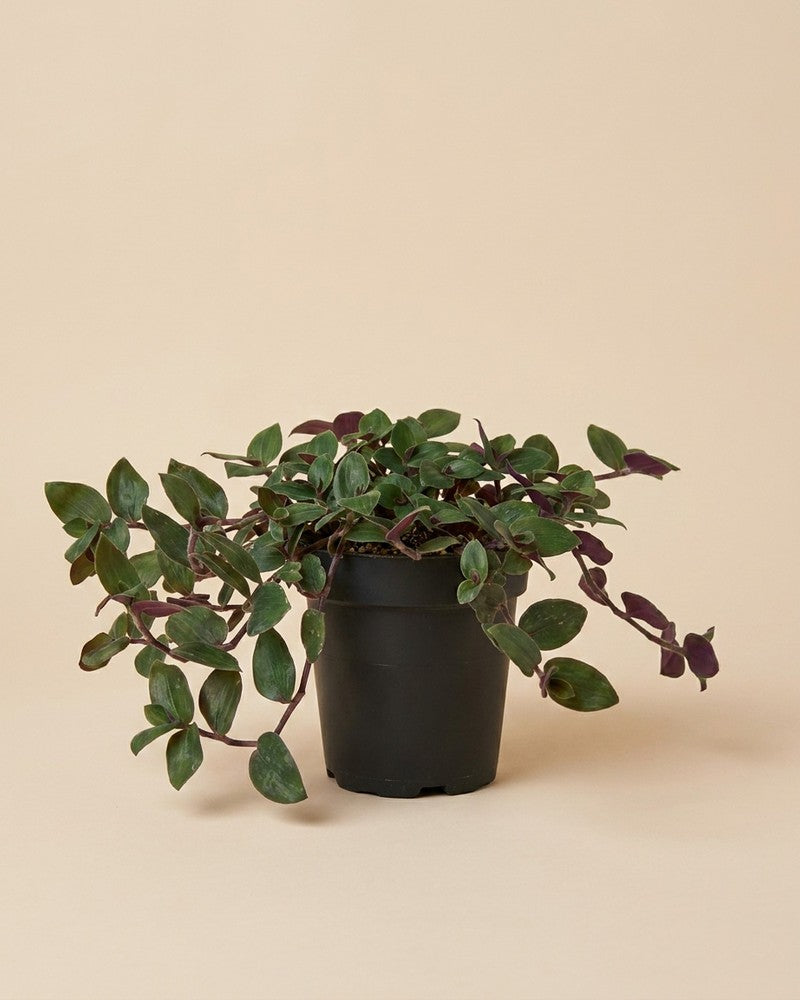 feey-tradescantia-bunny-bellies-dreimasterblume-hydro-zimmerpflanze image 3