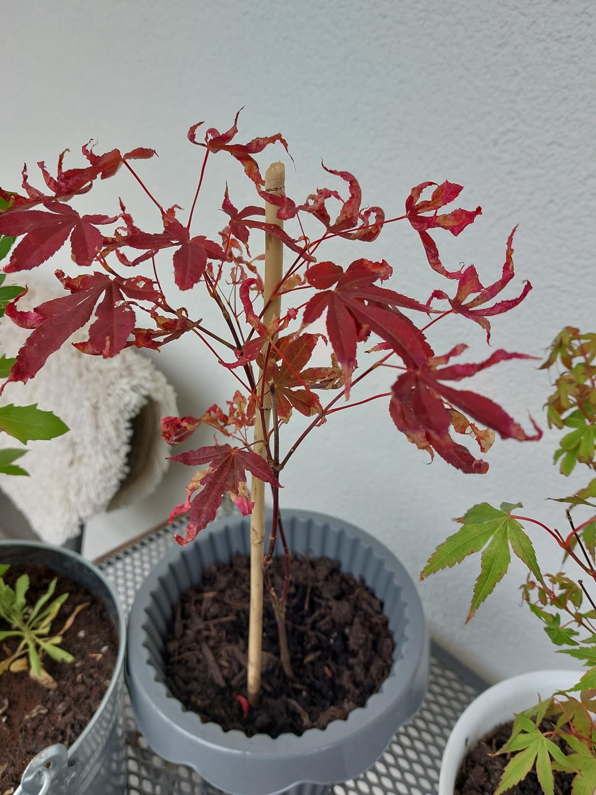 Katsura besonders toll