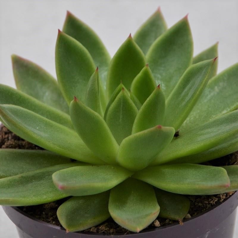 pasiora-echeveria-agavoides-miranda-sukkulente-im-10-5cm-topf image 1