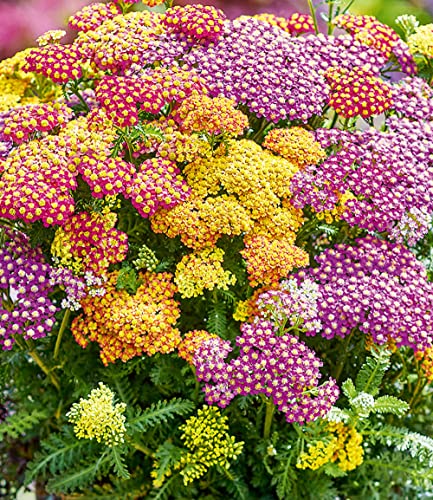 baldur-garten-achillea-mix-milly-rock-schafgarbe-3er-set-im-9x9-cm-topf image 4