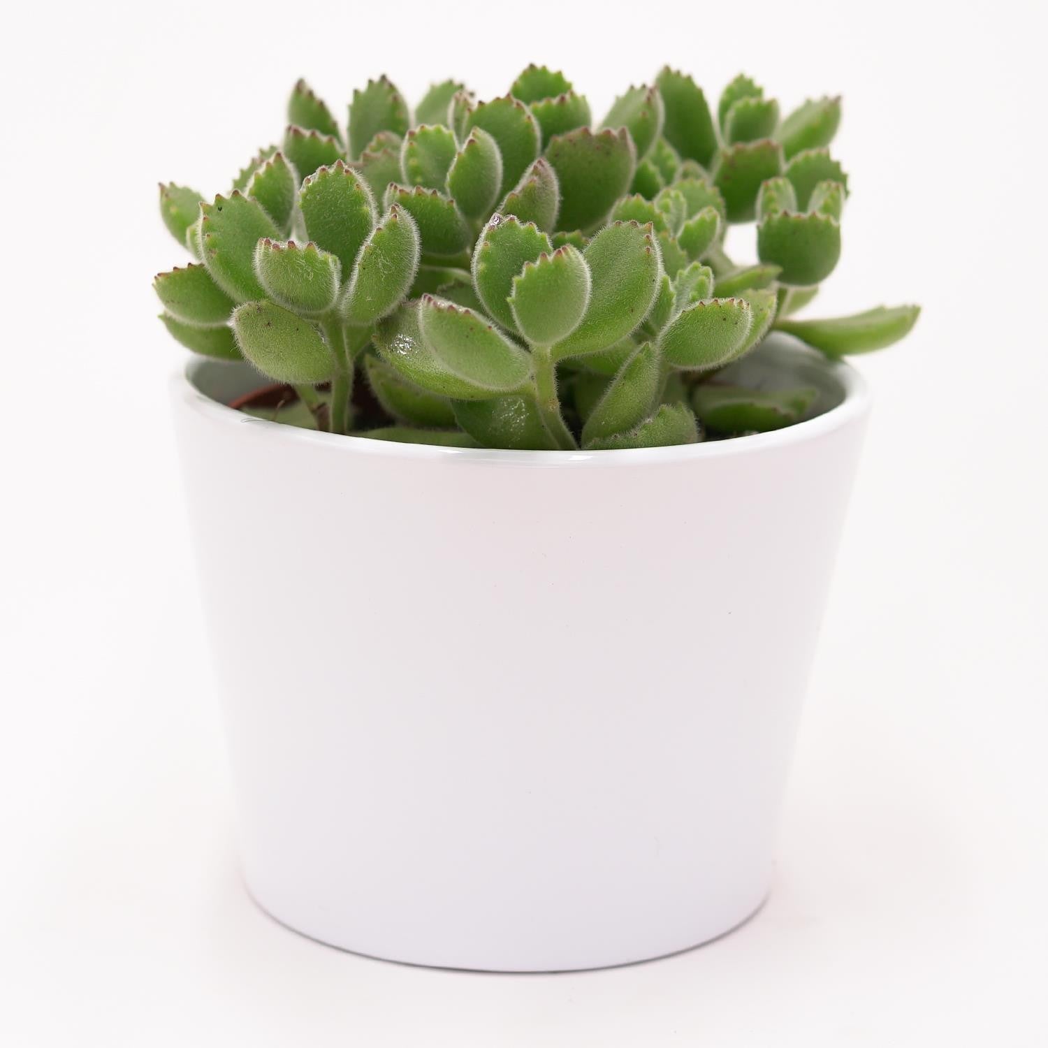 pasiora-cotyledon-tomentosa-b-rentatze-sukkulente-im-8-5cm-topf image 4