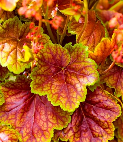baldur-garten-heuchera-eternal-flame-im-9x9-cm-topf image 5