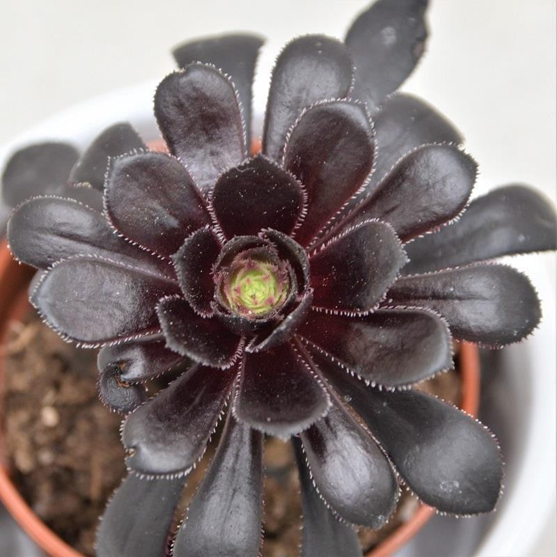 pasiora-aeonium-arboreum-schwarzkopf-sukkulente-6-cm-topf image 5