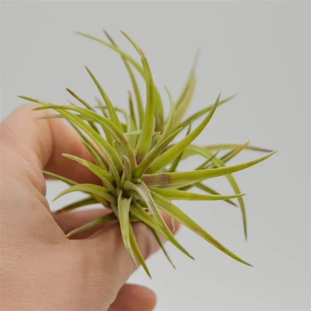 pasiora-tillandsia-neglecta-bromelie-tillandsie image 1