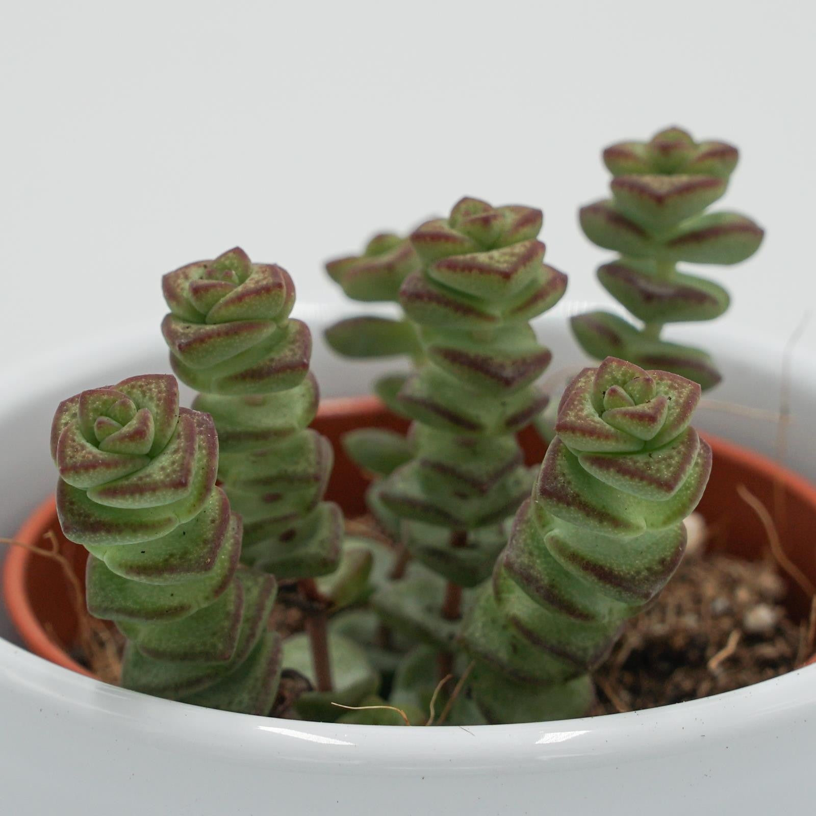 pasiora-crassula-rupestris-marnieriana-hottentot-sukkulente-6cm image 4