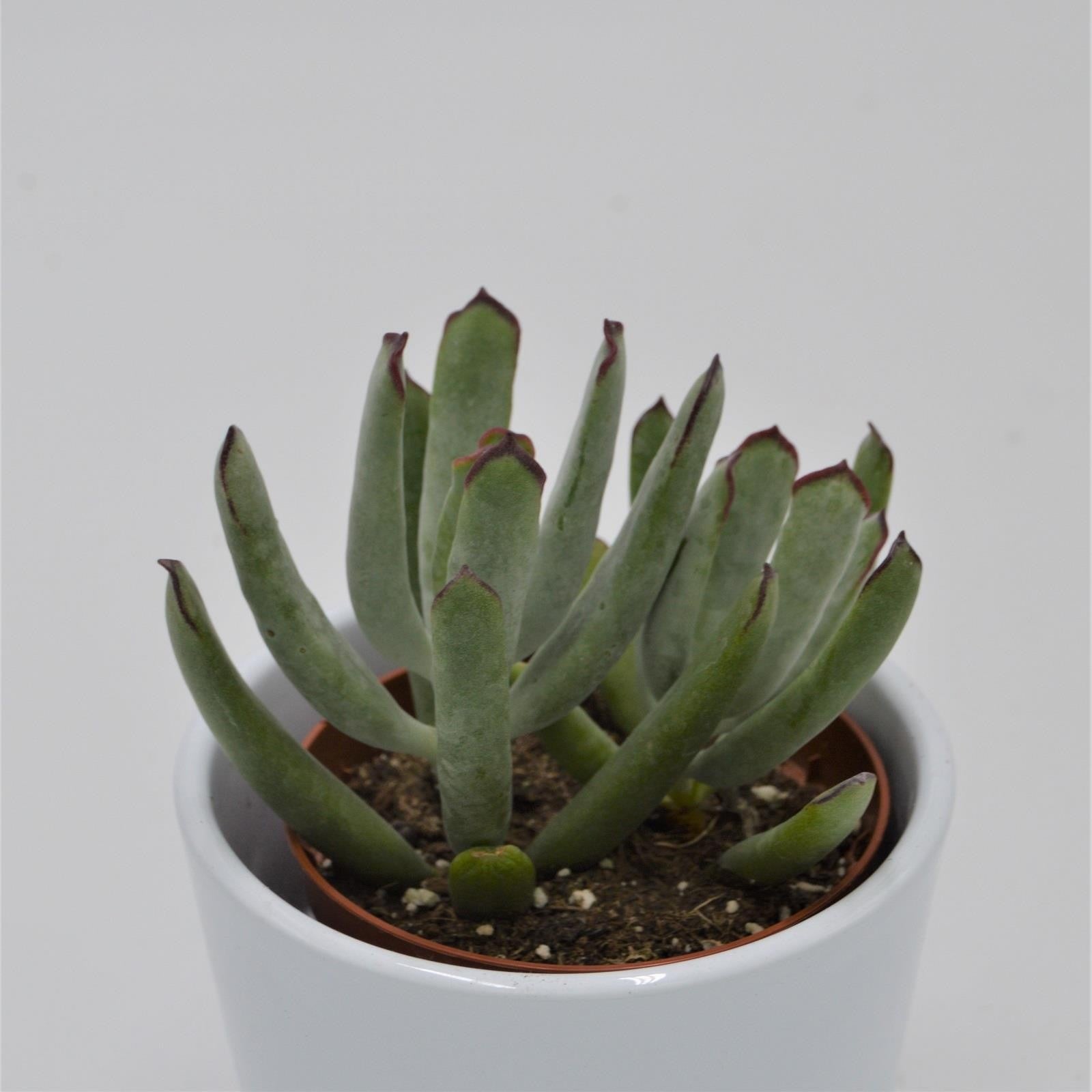 pasiora-cotyledon-octopus-sukkulente-8-5cm-topf image 1
