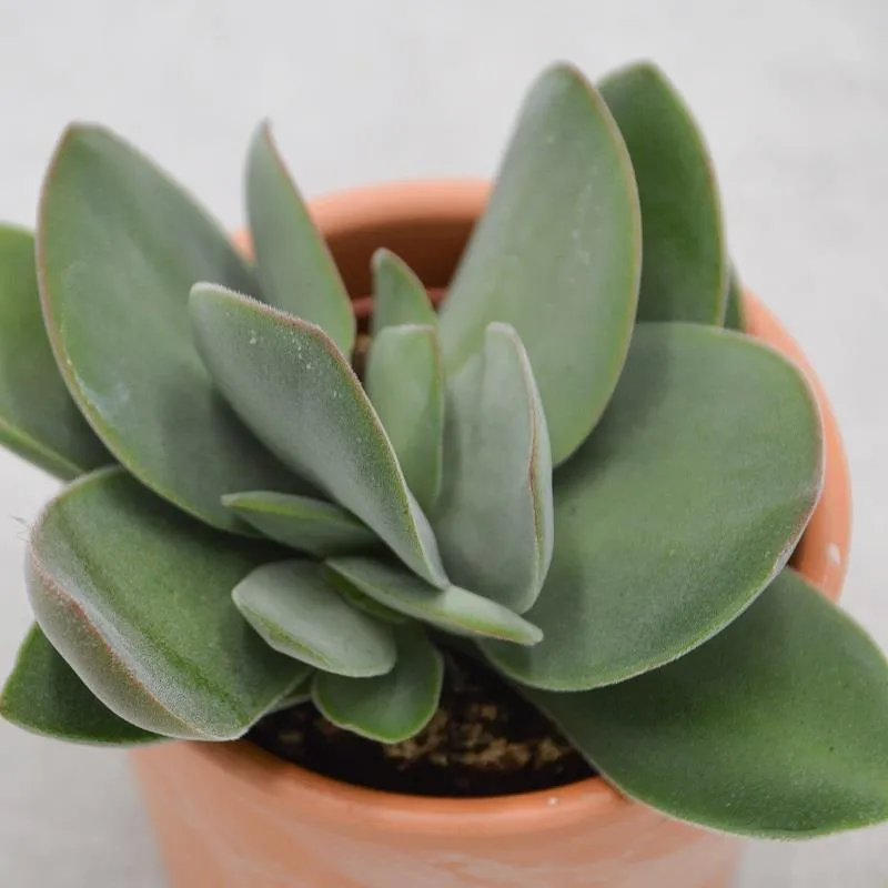 pasiora-crassula-cotyledonis-sukkulente-6cm-topf image 1