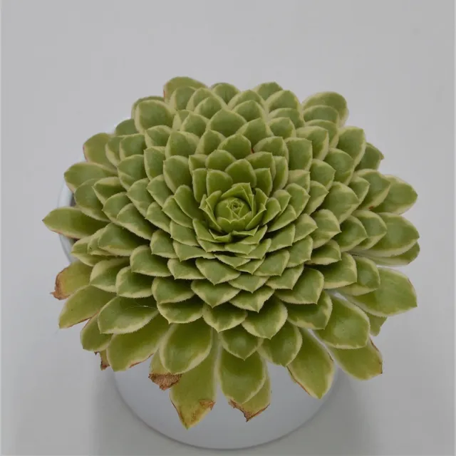 pasiora-aeonium-emerald-ice-sukkulente-10-5cm-topf image 1