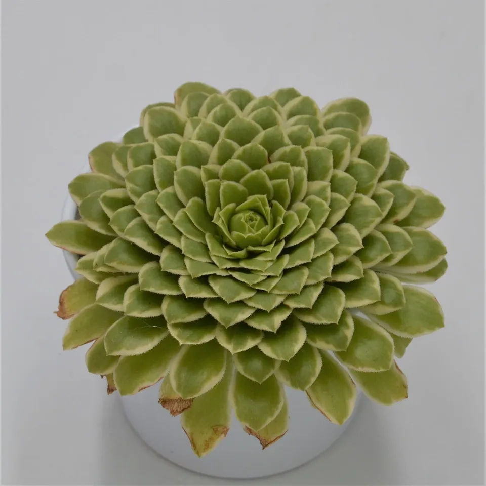 pasiora-aeonium-emerald-ice-sukkulente-10-5cm-topf image 1