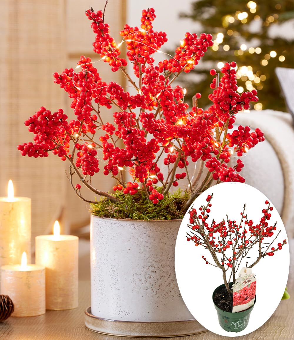 baldur-garten-ilex-jingle-bells-2-liter-topf-30-40-cm image 1