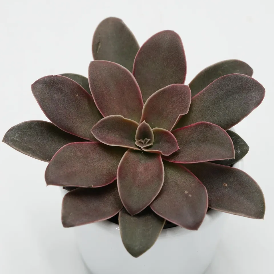 pasiora-echeveria-racemosa-sukkulente-6cm image 1