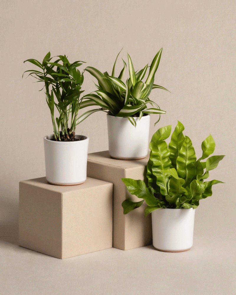 feey-ungiftige-babypflanzen-3er-set-gr-nlilie-nestfarn-bergpalme image 6