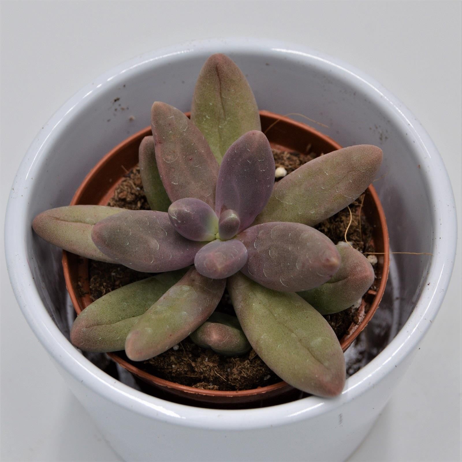 pasiora-pachyphytum-captain-jessop-sukkulente-8-5-cm image 1