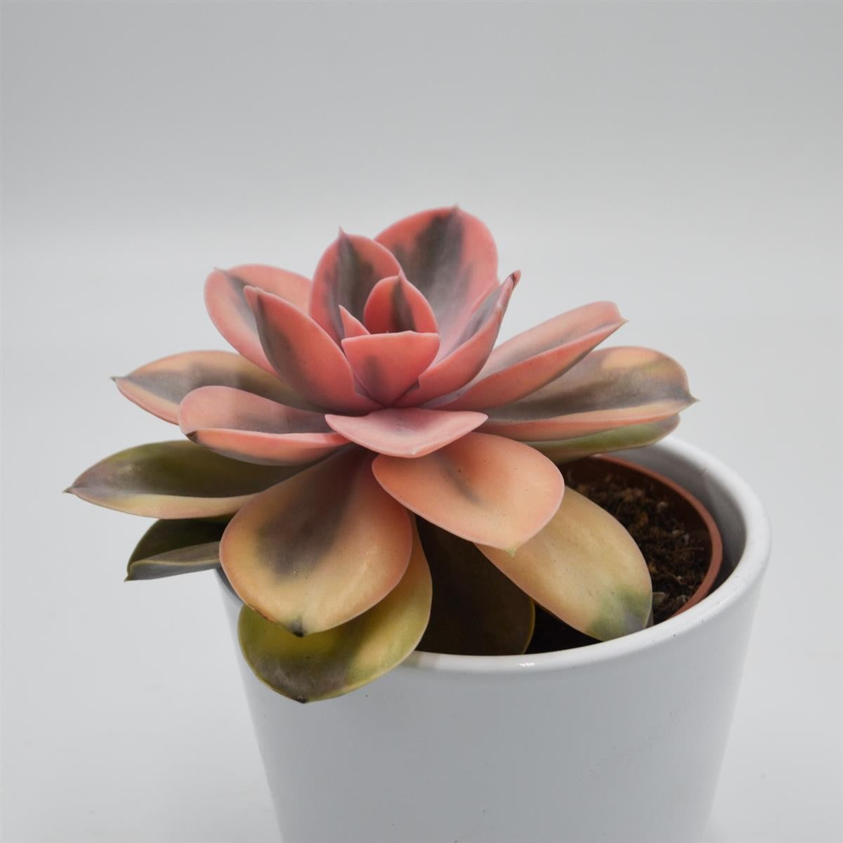 pasiora-echeveria-rainbow-10-5cm-panaschierte-rarit-t image 4