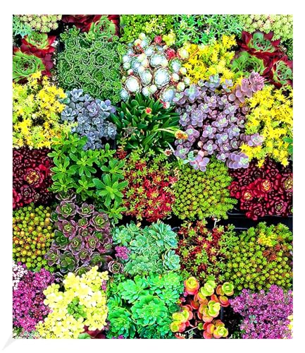 baldur-garten-6er-staudenbeet-trockenheits-k-nstler-im-9x9-cm-topf image 6