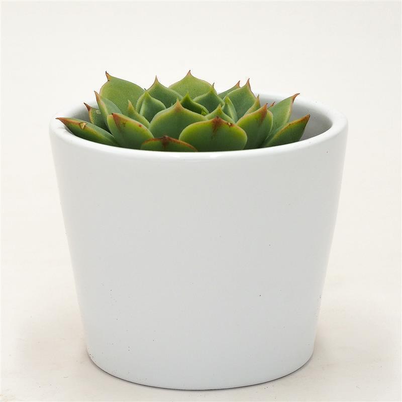 pasiora-echeveria-ramilette-sukkulente-5-5cm-topf image 3