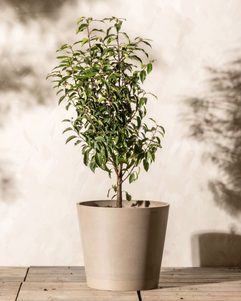 feey-venice-kunststoff-pflanzk-bel-40-cm image 6