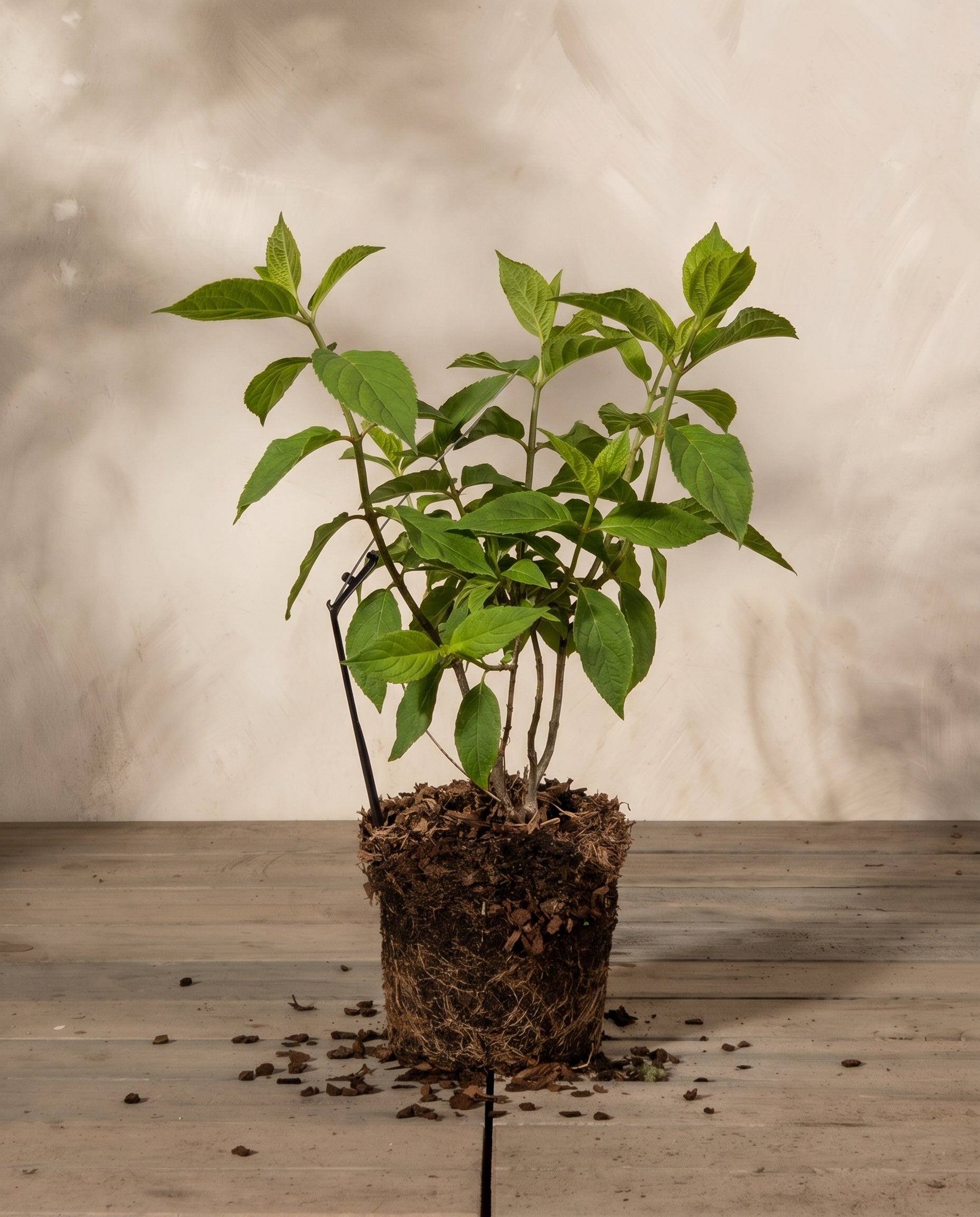 feey-gr-ne-rispenhortensie-little-lime-gartenpflanze image 3