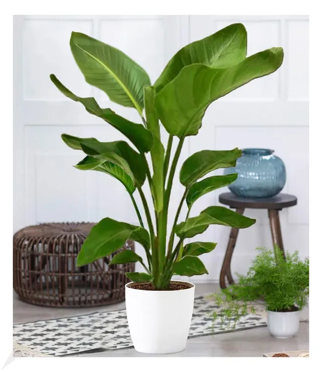 baldur-garten-baumstrelitzie-nicolai-zimmerpflanze-im-19-cm-topf-ca-90-cm image 1