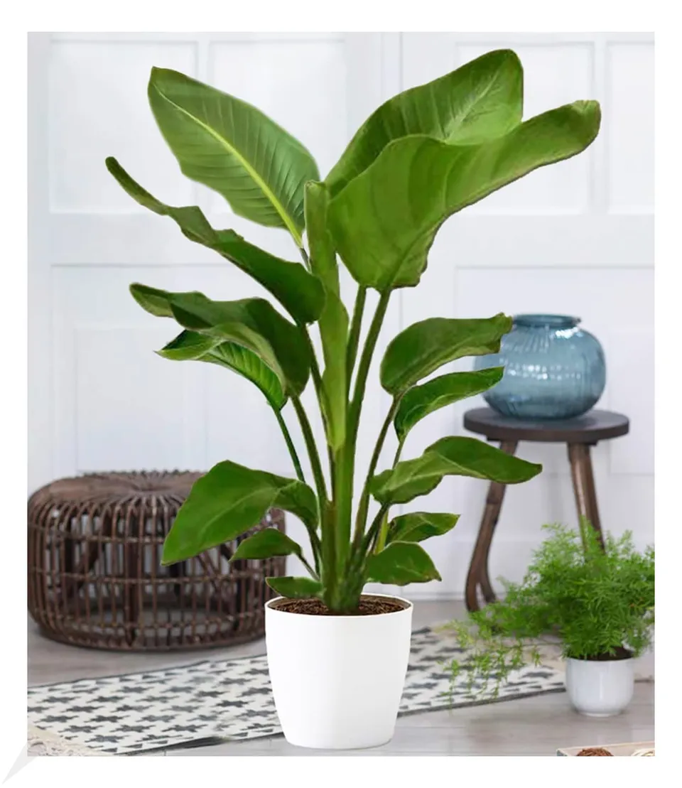 baldur-garten-baumstrelitzie-nicolai-zimmerpflanze-im-19-cm-topf-ca-90-cm image 1