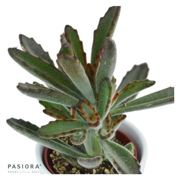 pasiora-kalanchoe-tomentosa-rubra-sukkulente-6cm-topf image 3