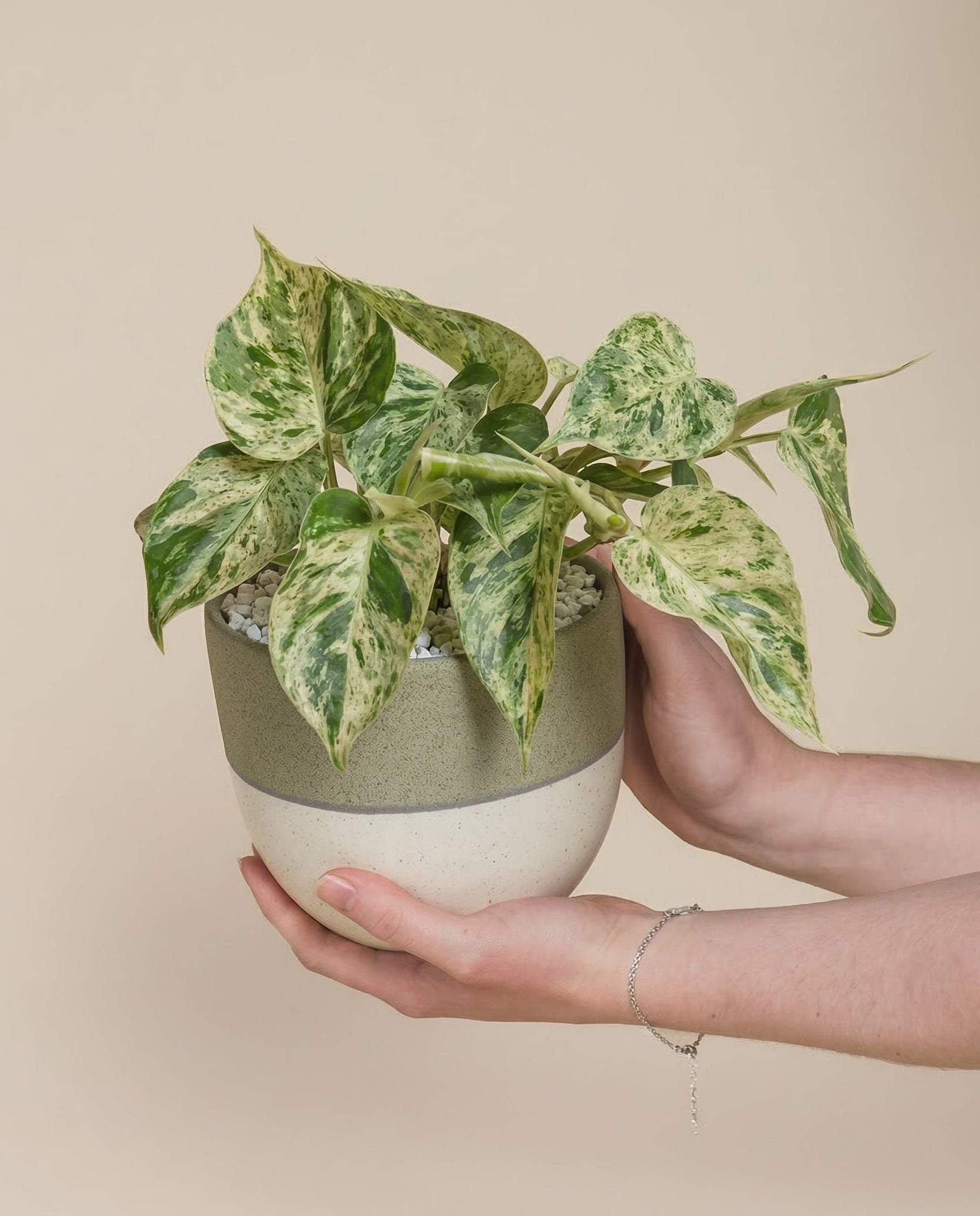 feey-philodendron-oxycardium-variegata-schweizer-zimmerpflanze image 1