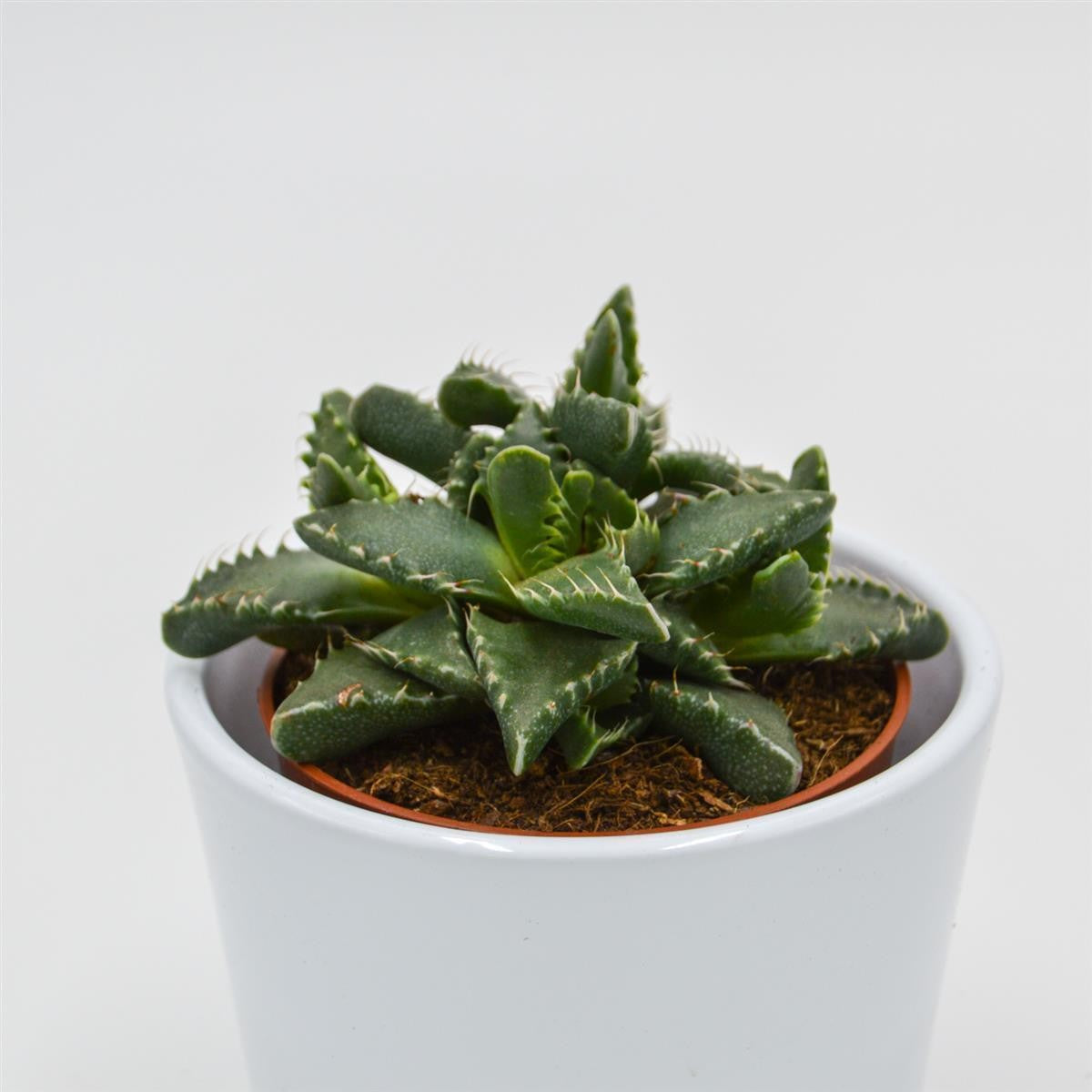 pasiora-faucaria-tigrina-tigerschlund-sukkulente-8-5cm image 1