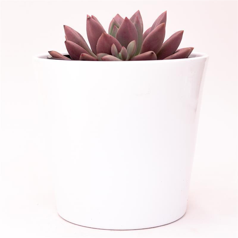 pasiora-x-graptoveria-pink-donna-sukkulente-im-13cm-topf image 2