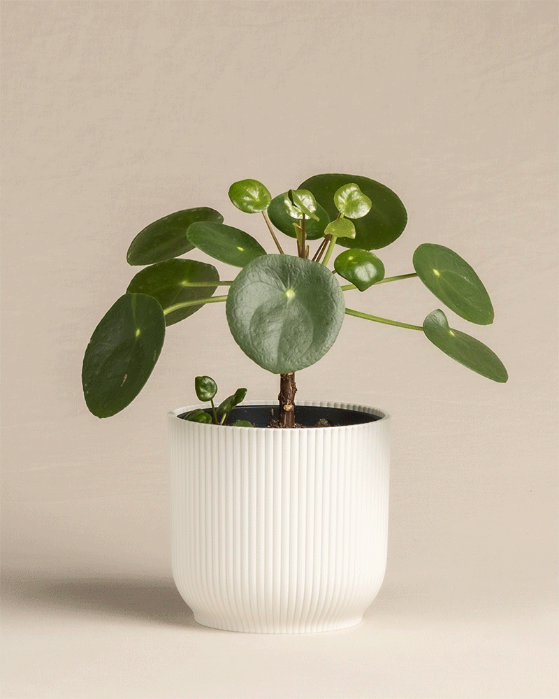 feey-ufopflanze-b-umchen-pilea-peperomioides-pancake-plant-klein image 7