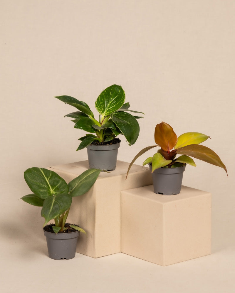 feey-babypflanzen-trio-philodendron-gloriosum-white-measure-red-sun image 3