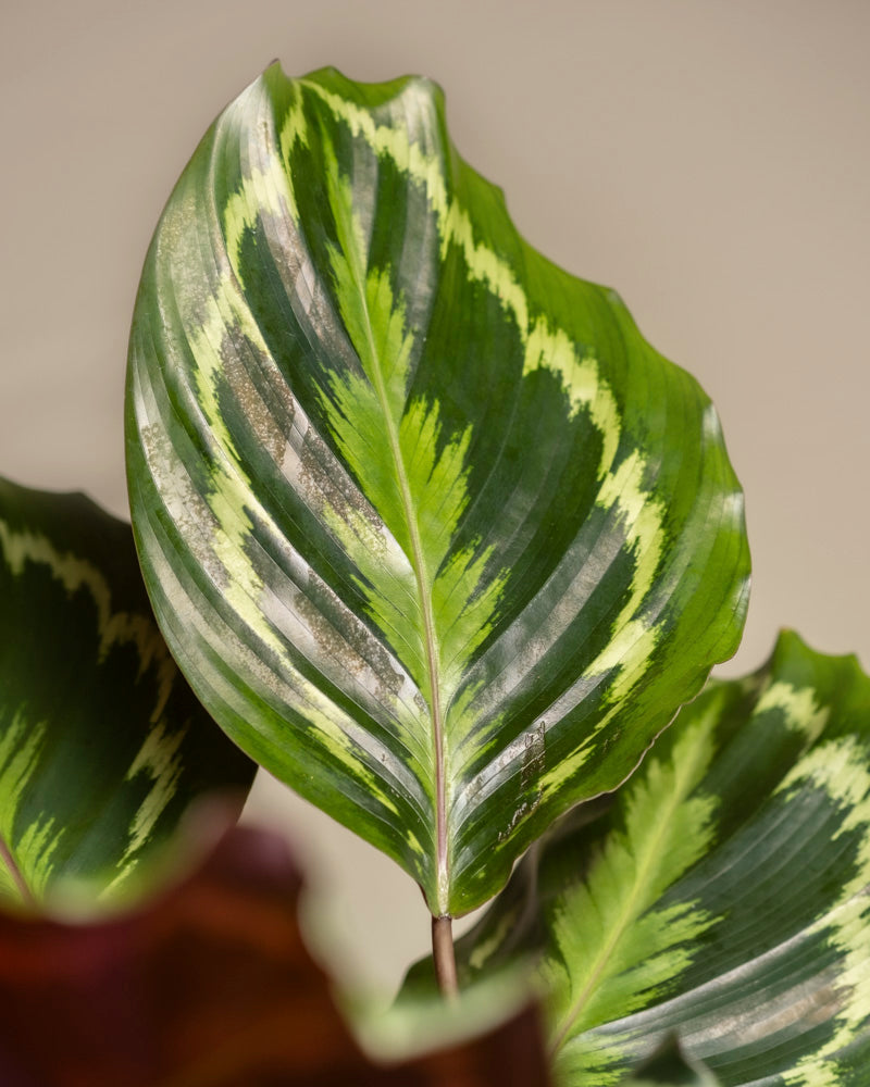 feey-grosse-calathea-roseopicta-medallion-zimmerpflanze image 2