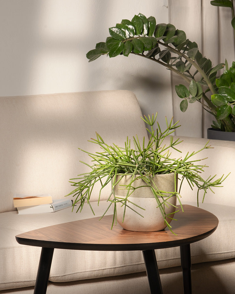 feey-rhipsalis-neves-armondii-zimmerpflanze-halbschattig image 4